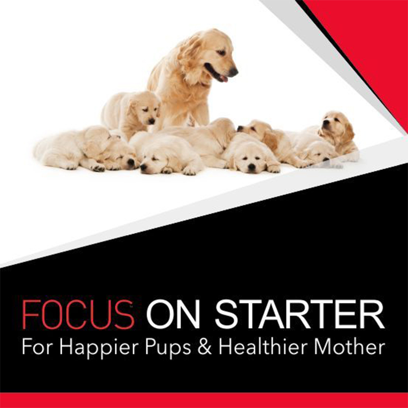عکس تبلیغات غذای خشک سگ درولز مدل Focus Starter وزن 1.2 کیلوگرم