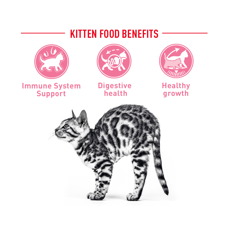  عکس تبلیغاتی غذای خشک گربه رویال کنین مدل Kitten وزن 400 گرم 