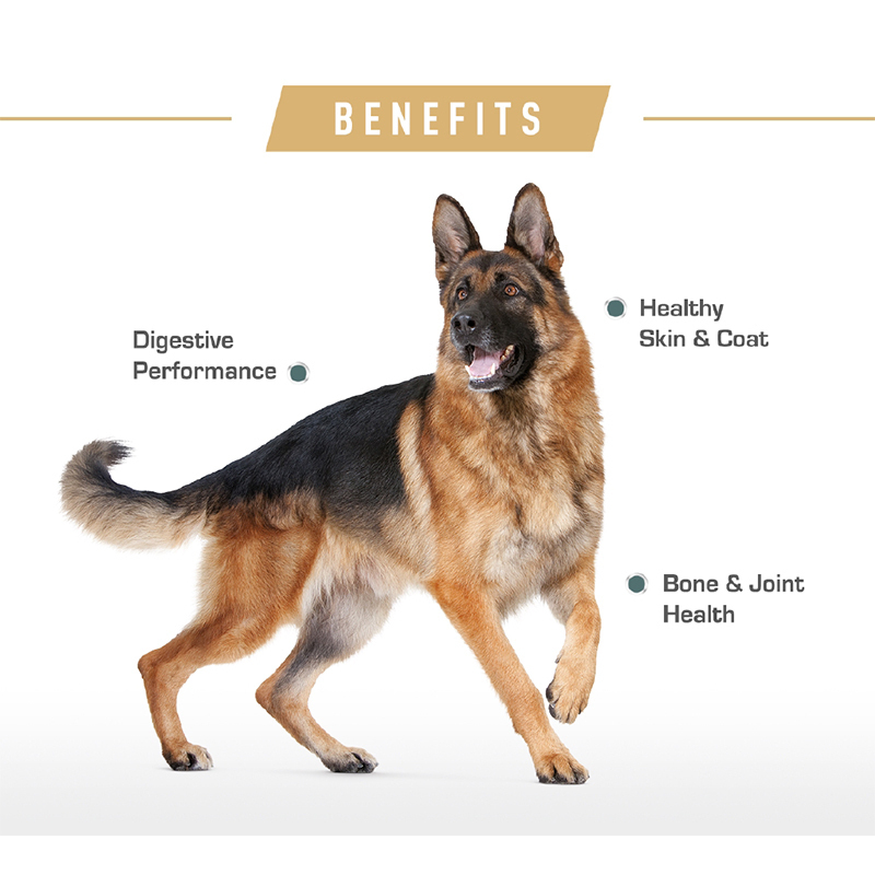  عکس تبلیغاتی غذای خشک سگ رویال کنین مدل German Shepherd وزن 3 کیلوگرم 