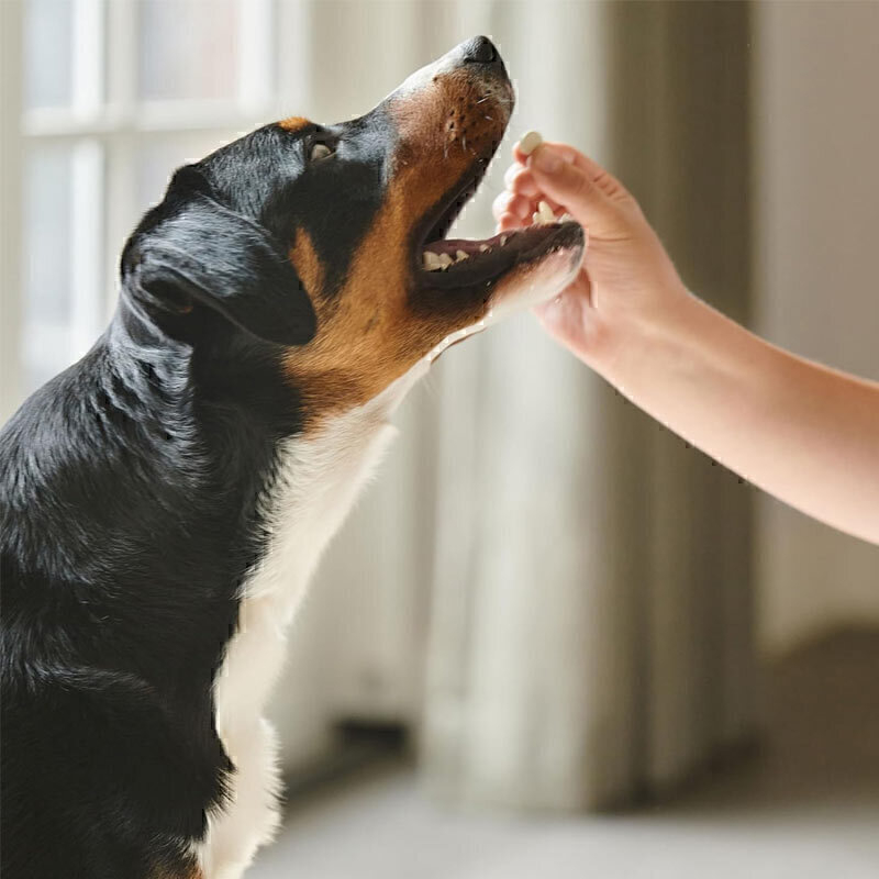  تصویر نحوه استفاده قرص آرامش بخش سگ و گربه بیفار Beaphar Dog & Cat Calming Tablet بسته 20 عددی 