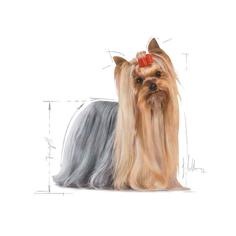  عکس نژاد غذای خشک سگ بالغ یورکشایر تریر رویال کنین Royal Canin Adult Yorkshire Terrier وزن 1.5 کیلوگرم 