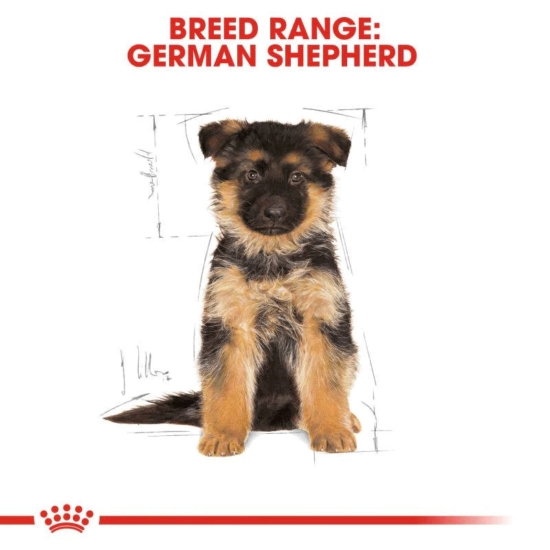  تصویر نژاد غذای خشک توله سگ رویال کنین Royal Canin German Shepherd Puppy وزن 3 کیلوگرم 