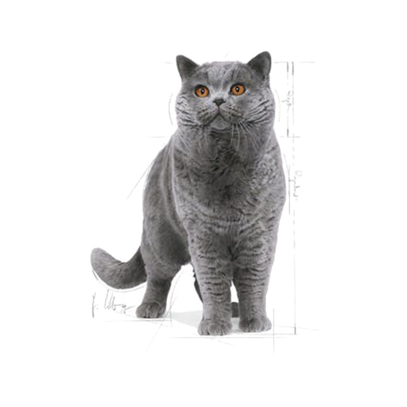 عکس تبلیغاتی غذای خشک گربه رویال کنین مدل Adult British ShortHair وزن 2 کیلوگرم