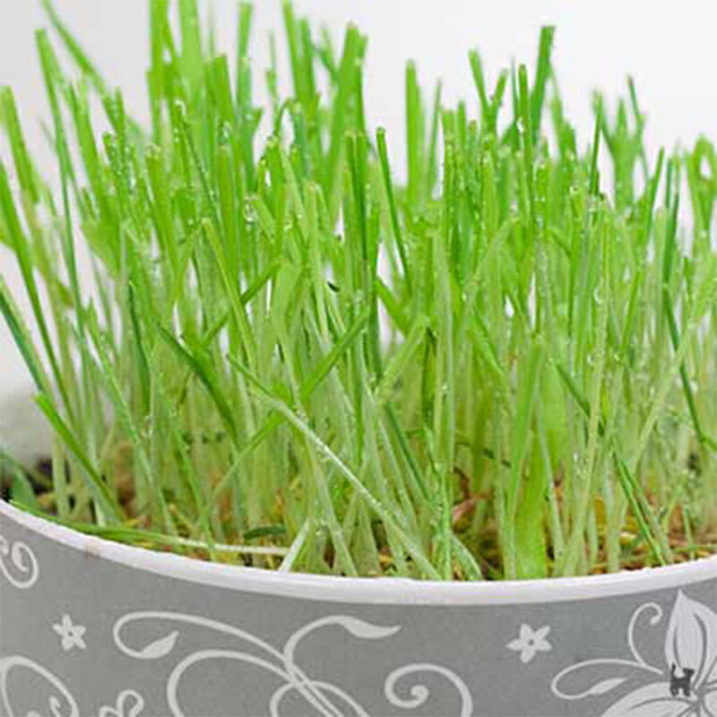  عکس نمونه بذر علف گربه با رایحه علفزار جیم کت 